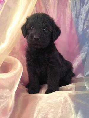 Jet Black Female Standard Schnoodle Puppy for Sale DOB 7-19-15 $950